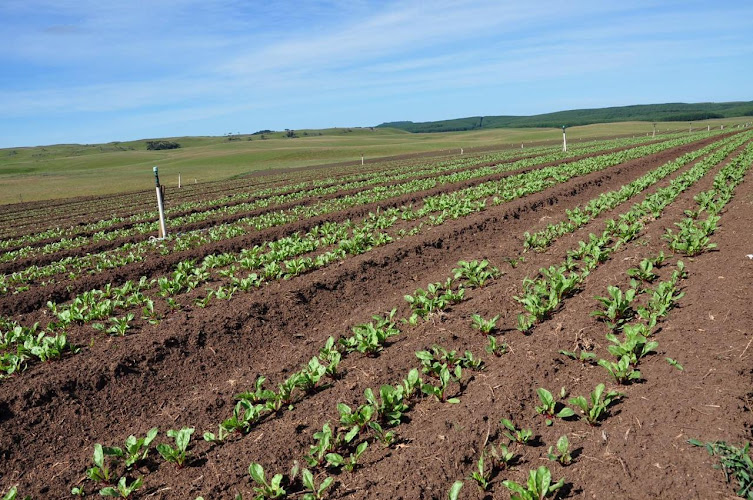 Horti D´Agostini
